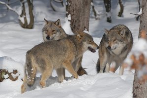 Jak správně postupovat při nálezu uhynulé či zraněné velké šelmy