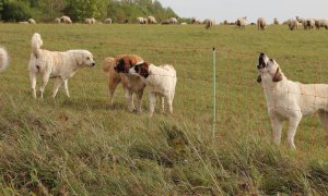 Na zkušenou v Německu aneb učíme se z dobré praxe zabezpečení stád před útokem vlka