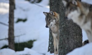 Komentář ke změnám ochrany vlka obecného na úrovni EU