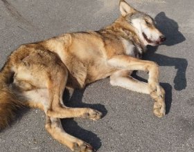 Sražený vlk na dálnici D1 nedaleko Prahy (1)