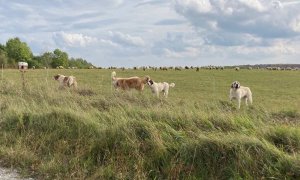 Nová výzva z Operačního programu Životní prostředí v Projektovém schématu AOPK ČR