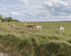 Foto: Alexandra Čermáková