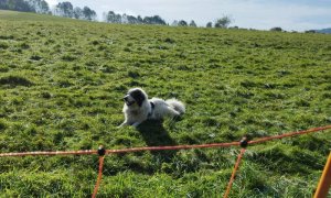 Zveřejnili jsme zaktualizovaný standard k ochraně hospodářských zvířat před útoky velkých šelem