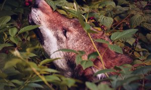 Alpští a baltští vlci se potkali na Šumavě