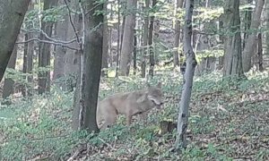 První potvrzená pozorování vlka v Železných horách