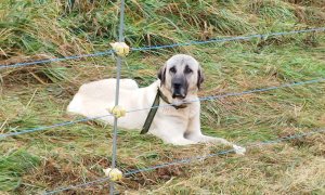 Podávání žádostí o újmu za ztížení pastvy hospodářských zvířat v oblastech opakovaného výskytu vlka
