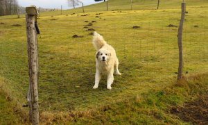 Spuštění webového rozhraní pro podávání žádostí o náhradu újmy za ztížení pastvy ovcí a koz