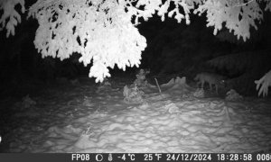 Výskyt vlků na pomezí Jihomoravského a Olomouckého kraje