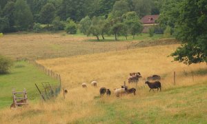 Žalobu chovatelů ovcí na stát dnes soud zamítl v plném rozsahu