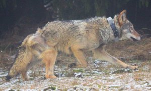 GPS obojky prozrazují detaily rekolonizace střední Evropy vlky