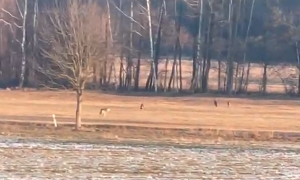 Vlci v Brdech podruhé