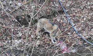 Zvíře u cyklostezky v Domažlicích nebyl vlk