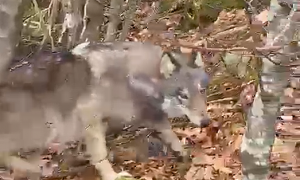 Video z blízkého setkání s vlkem pochází ze Šumavy