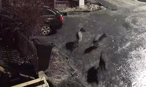 Natočený záznam vlků v obci Orlovice u Vyškova