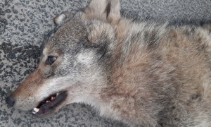 Nehoda na Liberecku stála život mladou vlčici