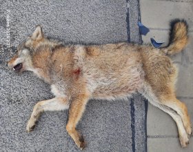 Sražení vlk z Liberecka, foto: Policie ČR