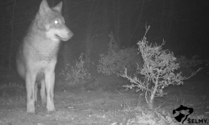Čtyři mrtví vlci na Jesenicku. Pravděpodobně byli otráveni.