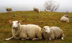 Stát bude chovatelům hradit veškeré náklady na zabezpečení chovů proti dravcům a šelmám