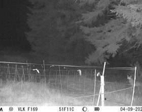 Kvalitně postavené ohradníky vlky odrazují a chrání stádo před útokem (vlk obhlíží pastvinu - záběr z fotopasti)