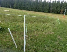 Stádo ovcí na zabezpečené horské pastvině