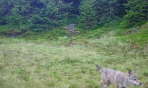 Vlk se (opět) stal součástí krkonošské přírody