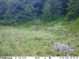 Vlk se (opět) stal součástí krkonošské přírody