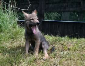 Malá vlčice v záchranné stanici