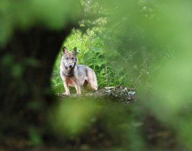 Dnes je ze štěněte již pořádná vlčí slečna