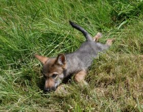 Po nabrání sil byla fenka hravá, jako každé štěně