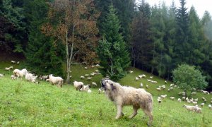 Zveřejnění pracovní verze standardu Ochrana hospodářských zvířat před útoky velkých šelem