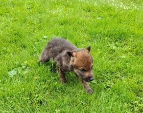 Při nálezu byla teprve čtyřtýdenní vlčí fenka vysílená