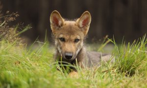 Opuštěné vlče našlo nový domov v Belgii
