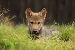 Opuštěné vlče našlo nový domov v Belgii