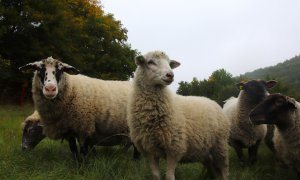 Na ovce u Ústí nad Orlicí útočil pes, nikoli vlk