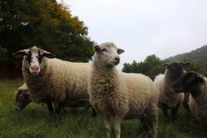 Na ovce u Ústí nad Orlicí útočil pes, nikoli vlk