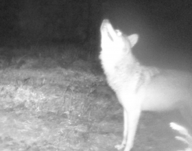 Vyjící vlk, foto: Jana Dvořáková 