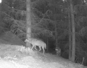 Pár vlků zachycený na fotopasti při mapování, foto: Jana Dvořáková 