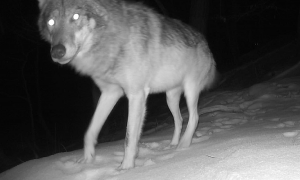 Vlci se objevují i v Moravském krasu, ukázalo mapování. Tyto šelmy přibližuje výstava v Domě přírody