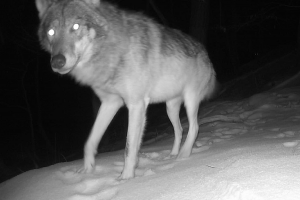 Vlci se objevují i v Moravském krasu, ukázalo mapování. Tyto šelmy přibližuje výstava v Domě přírody