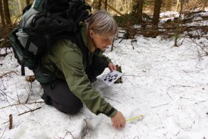 Beskydské mapování velkých šelem se vrací. Letos se koná po dvaačtyřicáté.