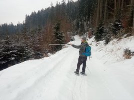 Sečteno: v Orlických horách se pohybuje minimálně 13 vlků ze dvou smeček