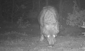Případ čtyř mrtvých vlků na Jesenicku policie odložila
