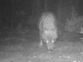 Případ čtyř mrtvých vlků na Jesenicku policie odložila