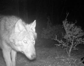 Záběr vlka z fotopasti, zdroj: Šelmy.cz