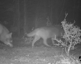 Skupinka vlků prochází kolem fotopasti, zdroj: Šelmy.cz