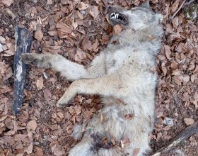 Tělo uhynulého vlka, zdroj: AOPK ČR