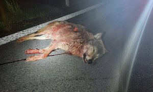 V Železných horách srazilo auto vlka