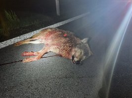 V Železných horách srazilo auto vlka