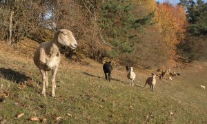 Nedostatečně zabezpečené ovce jsou pro vlky lákadlem