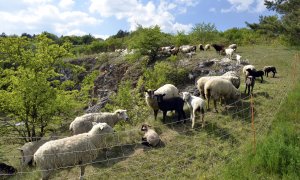 Pomoc chovatelům hospodářských zvířat: dotace na zabezpečení stád před velkými šelmami a zcela nově i náhrada zvýšených nákladů při organizaci pastvy